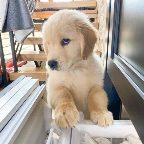 Adult golden retriever for sale