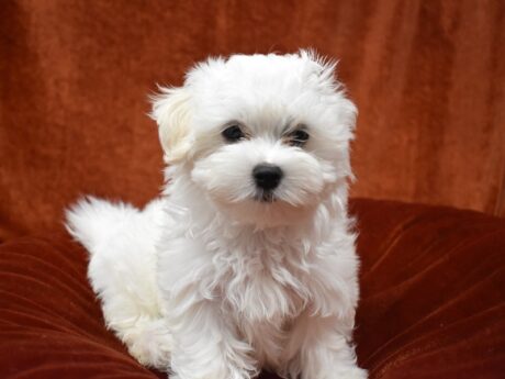 Maltese Puppies for sale teacup