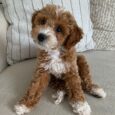 Jake/PUPPY SOLD❌