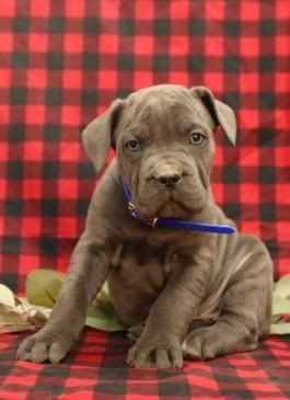 cane corso puppy for sale uk
