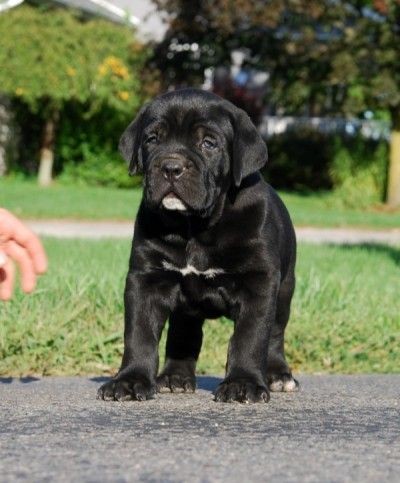 cane corso puppy for sale in texas