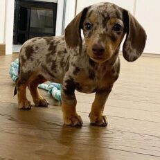 Dachshund Puppies for sale