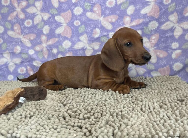 Dachshund puppies for sale near me under $500