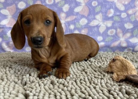 wired haired dachshund/teacup miniature dachshund puppies