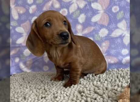 wired haired dachshund/teacup miniature dachshund puppies