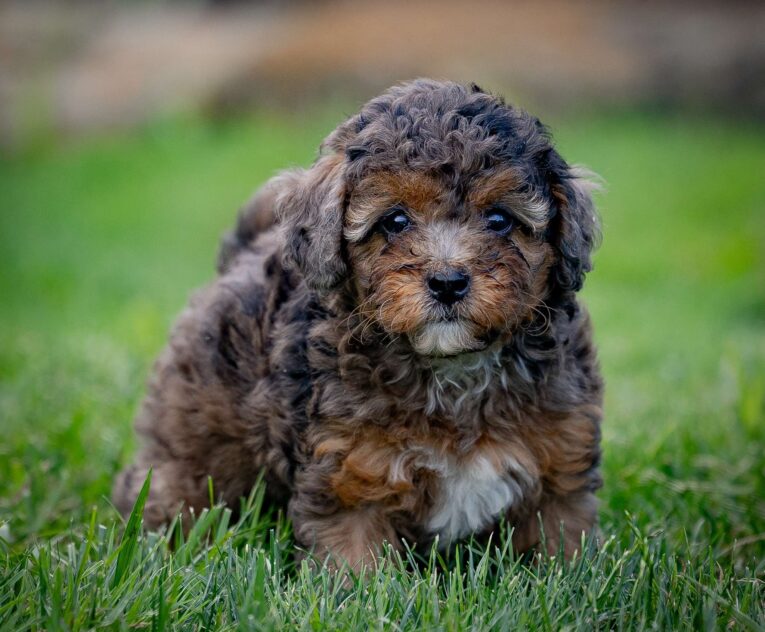 cavapoos for sale indiana/cavapoo puppies indiana