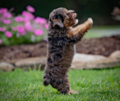 cavapoos for sale indiana/cavapoo puppies indiana