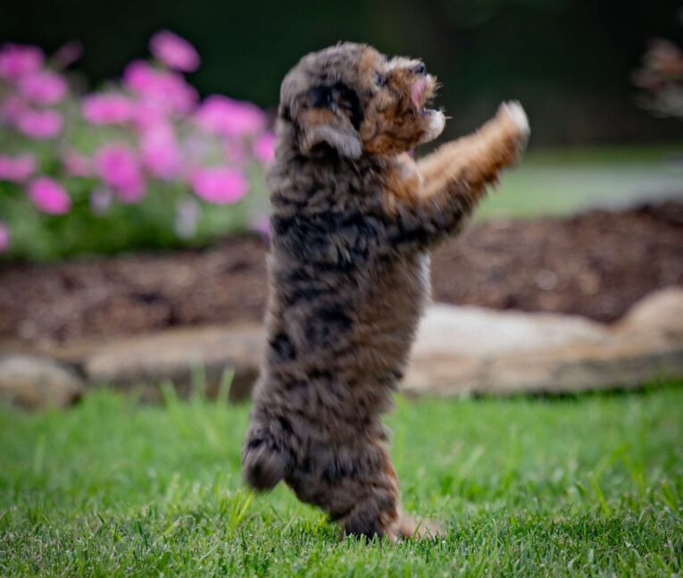 cavapoos for sale indiana/cavapoo puppies indiana