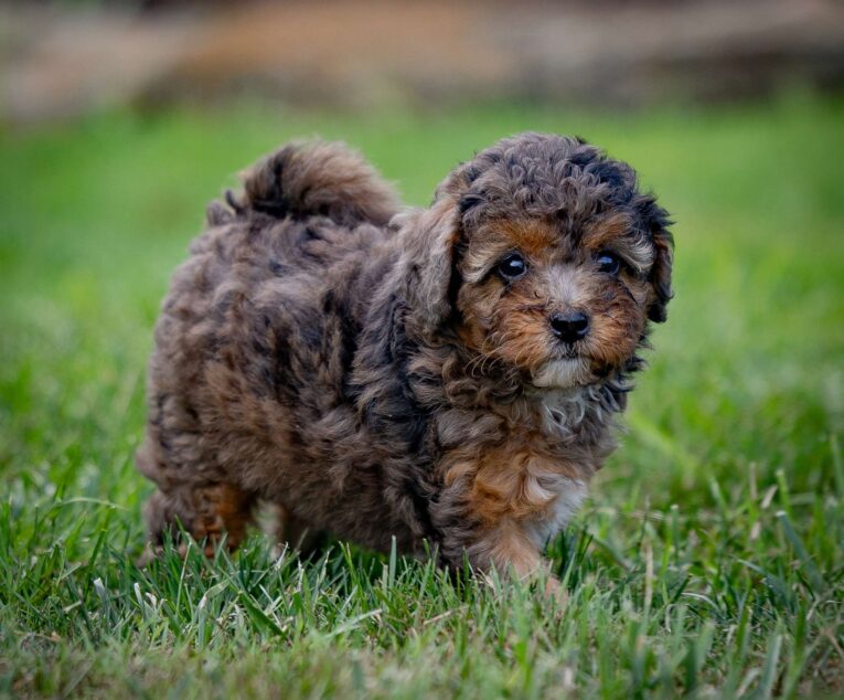 cavapoos for sale indiana/cavapoo puppies indiana