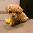 Maltipoo for sale bay area