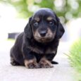 Mini dachshund puppies under $500 near me/Dachshund breeder