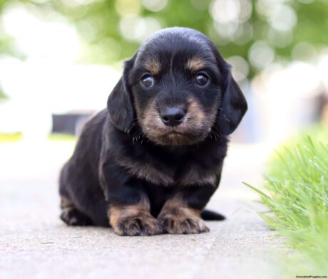 Mini dachshund puppies under $500 near me/Dachshund breeder