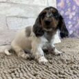 Dachshund puppies for sale in pa under $500/Dachshund $500