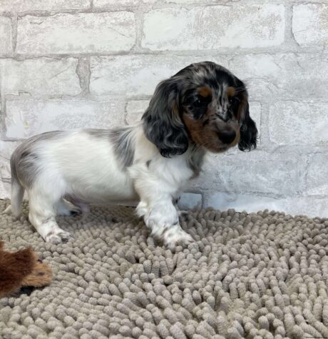 Dachshund puppies for sale in pa under $500/Dachshund $500