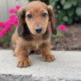 wire hair dachshunds/Dachshund puppies for sale in NC