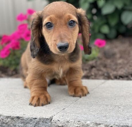 wire hair dachshunds/Dachshund puppies for sale in NC