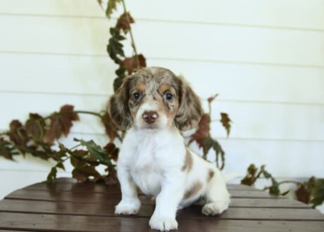 english cream dachshund for sale/dachshund puppies for sell