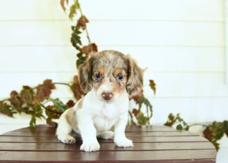 english cream dachshund for sale/dachshund puppies for sell