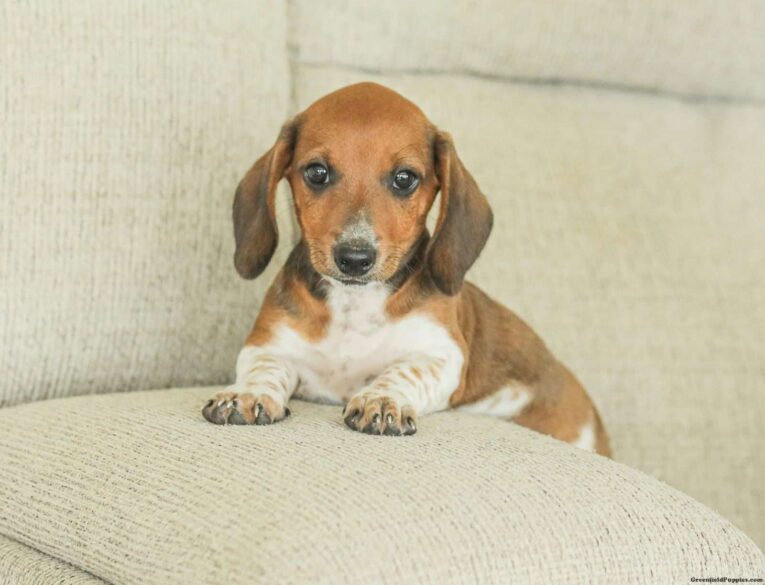 Dachshund puppies for sale cheap in indiana under $300