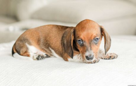 Dachshund puppies for sale cheap in indiana under $300