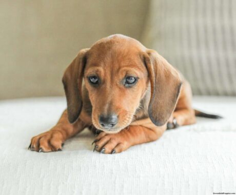 mini dachshund puppies/Dachshund puppies for sale craigslist