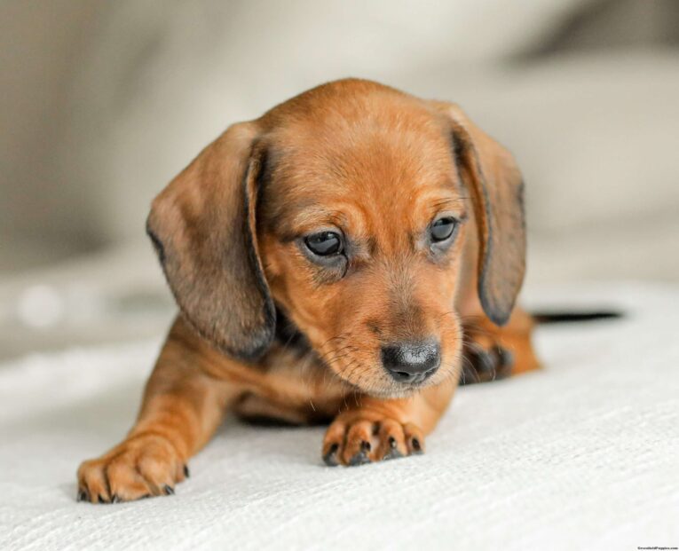 mini dachshund puppies/Dachshund puppies for sale craigslist