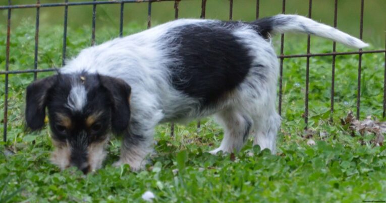 Dachshund puppies for sale under $300 in GA/Buy Dachshunds