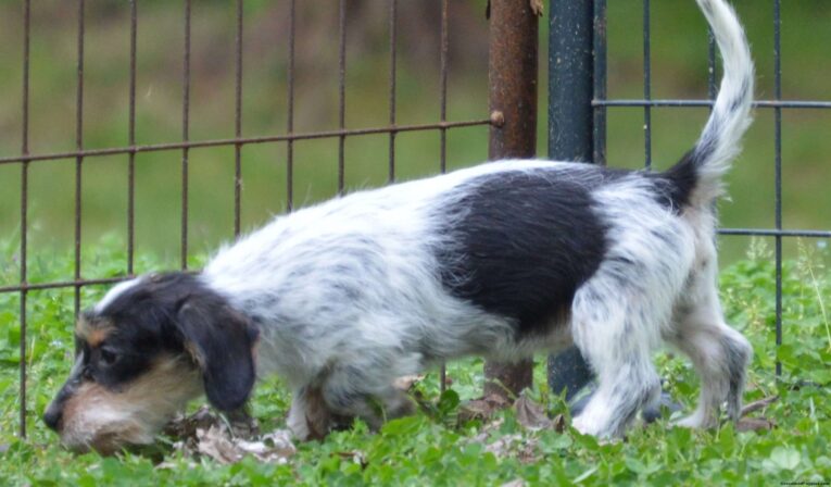 Dachshund puppies for sale under $300 in GA/Buy Dachshunds