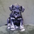 Casey|PUPPY SOLD❌