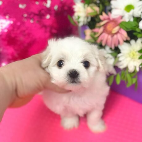 Maltese for sale near me