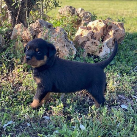 Rottweiler puppy adoption