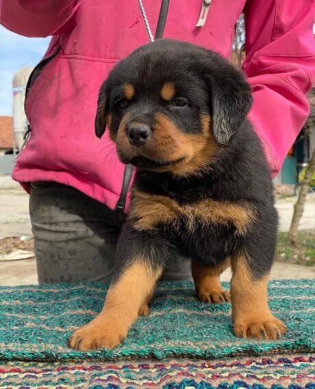 American Rottweiler puppies for sale