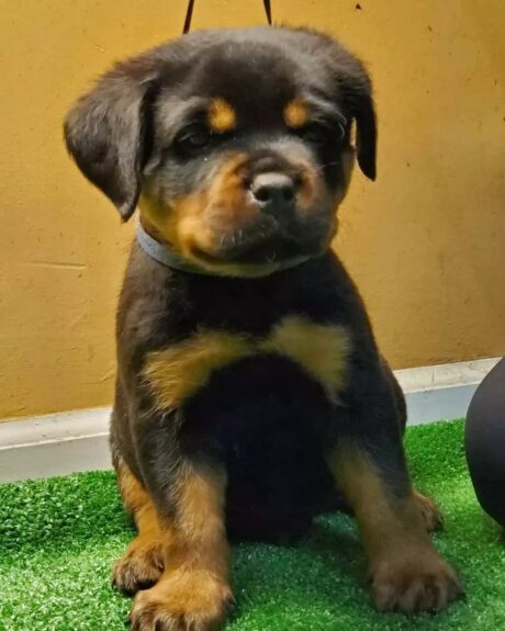 Rottweiler puppy for sale near me