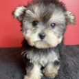 morky puppies​/Morkie price/morkie puppies price