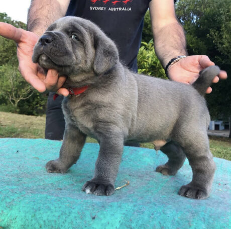 cane corso puppies for sale near me/cane corso for sale