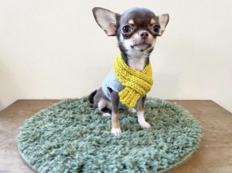 Chihuahua puppy for sale near me/Chihuahua puppy for sale