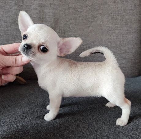 Teacup chihuahua puppies/Teacup chihuahua puppies for sale