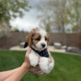 Teacup cavapoo full grown/Mini cavapoo full grown