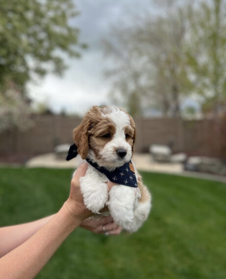 Teacup cavapoo full grown/Mini cavapoo full grown