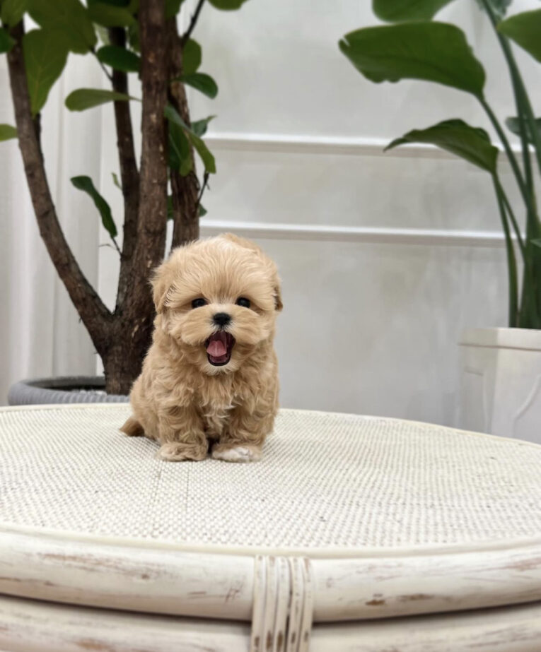 Teacup maltipoo puppies for sale/Maltipoo teacup puppies for sale