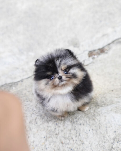 White teacup pomeranian/White teacup newborn pomeranian