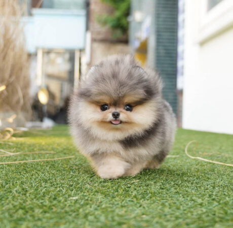 Pink teacup pomeranian/Puppy pink teacup pomeranian