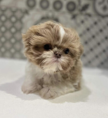 Teacup shih tzu puppies for sale/Shih tzu teacup puppies for sale