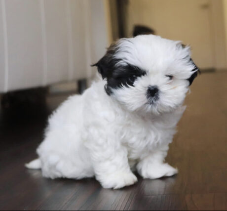 Teacup shih tzu puppies for sale near me/Cheap shih tzu puppies