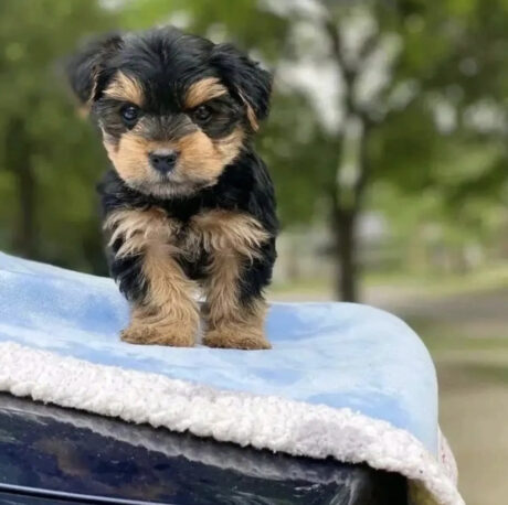 Teacup yorkie puppies for sale near me/Teacup yorkies near me