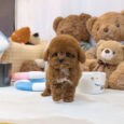 Teacup poodle for sale/Teacup poodle for sale near me