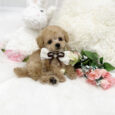 Teacup toy poodle for sale/Teacup toy poodles for sale