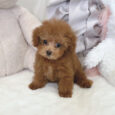 Tea cups poodles for sale/Tea cup poodles for sale near me