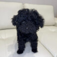 Teacup poodles for sale under $300/Cheap poodles for sale