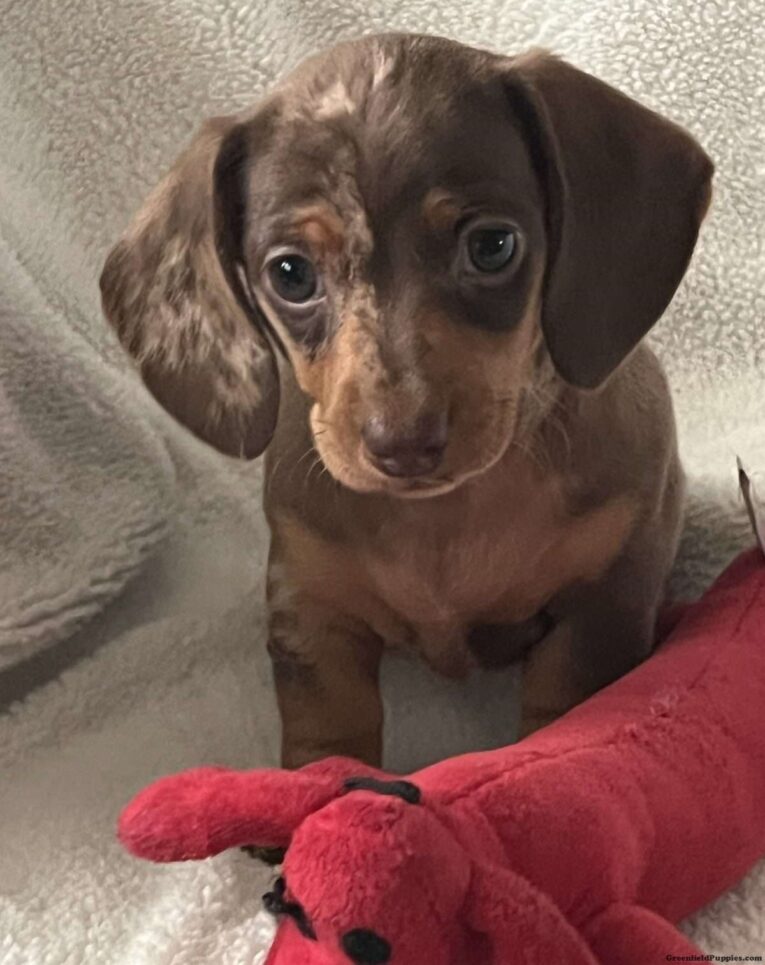 golden dachshund/golden retriever dachshund mix